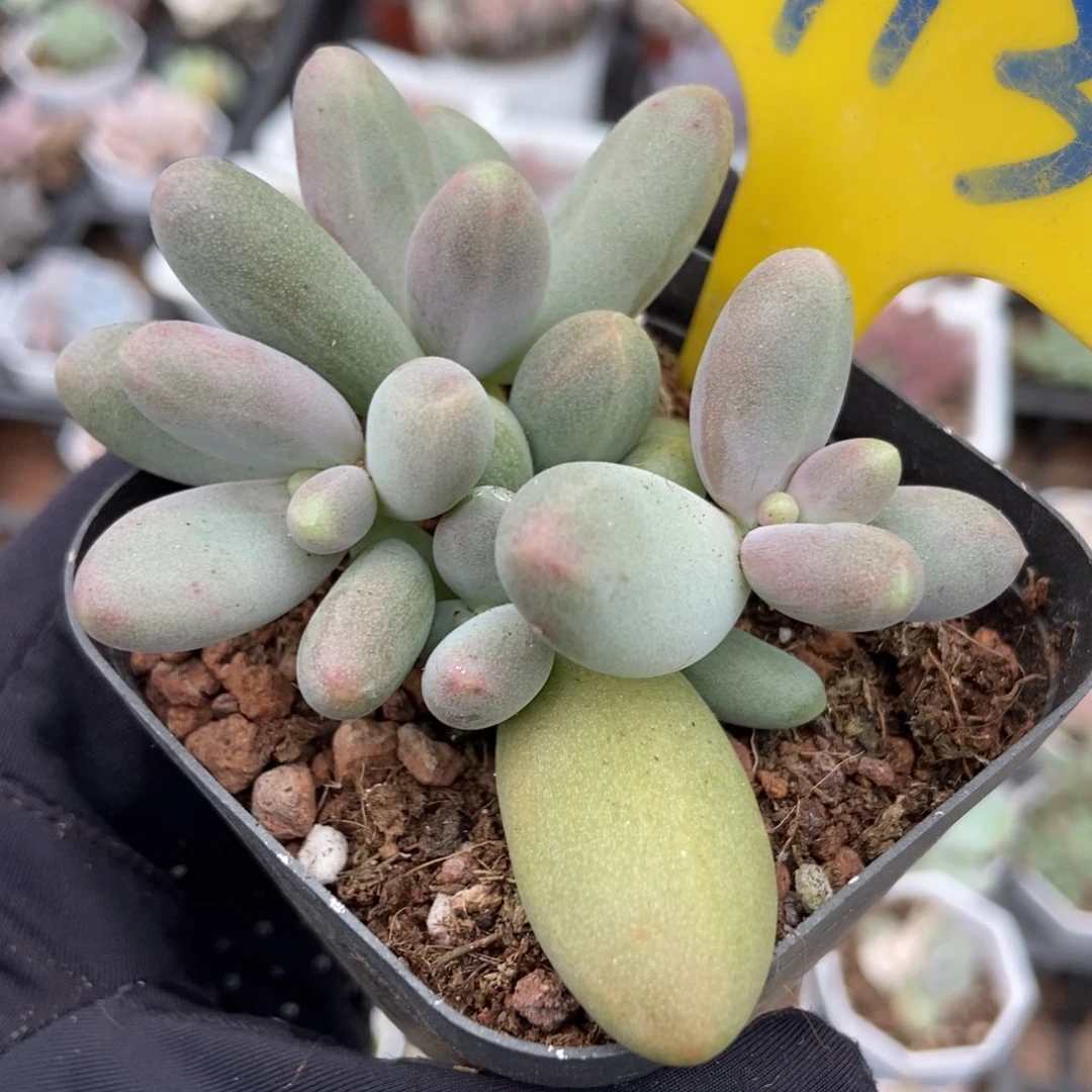 913糖果美人多肉植物