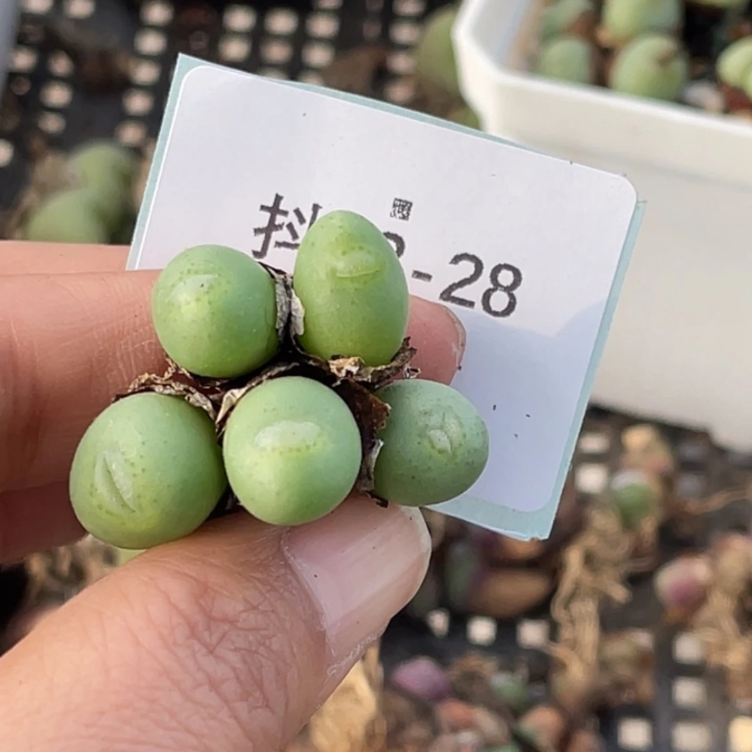 5***913-28肉锥多肉植物