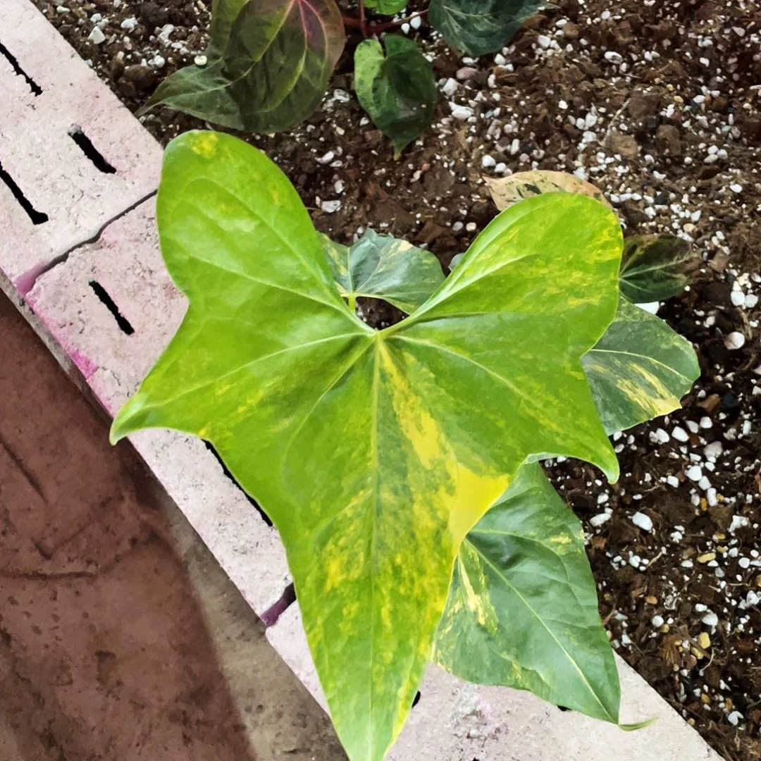 完全开放翼龙锦进口养定