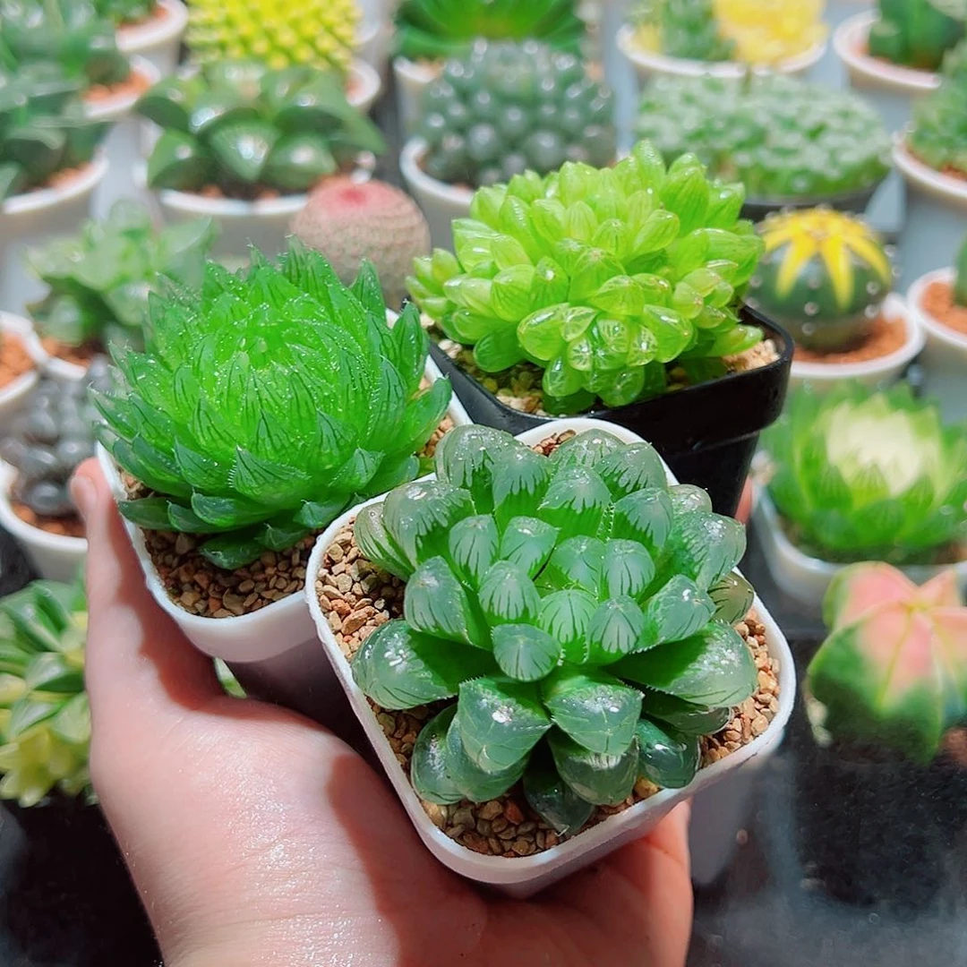 开播福利3颗多肉