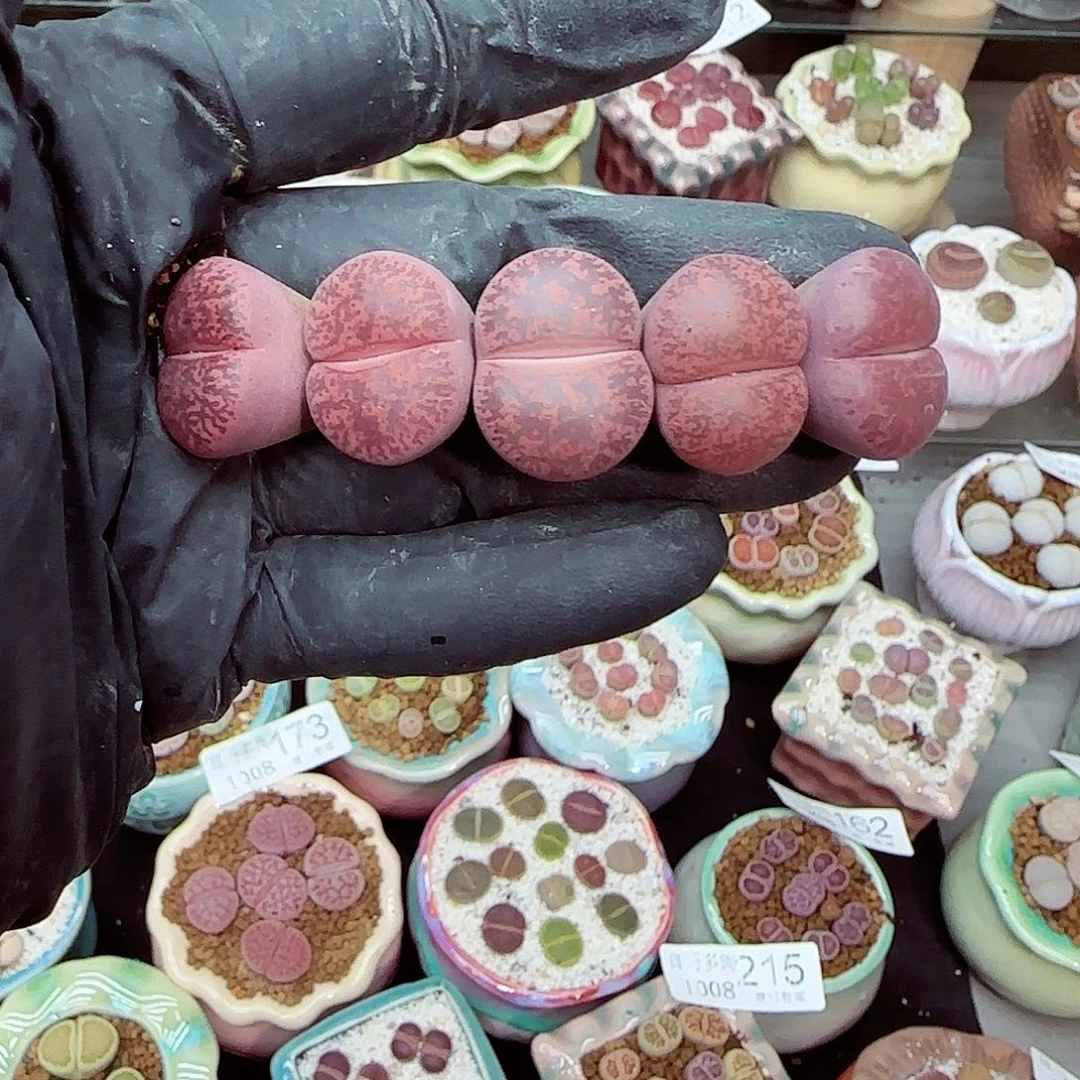 生石花满18包邮1008-216