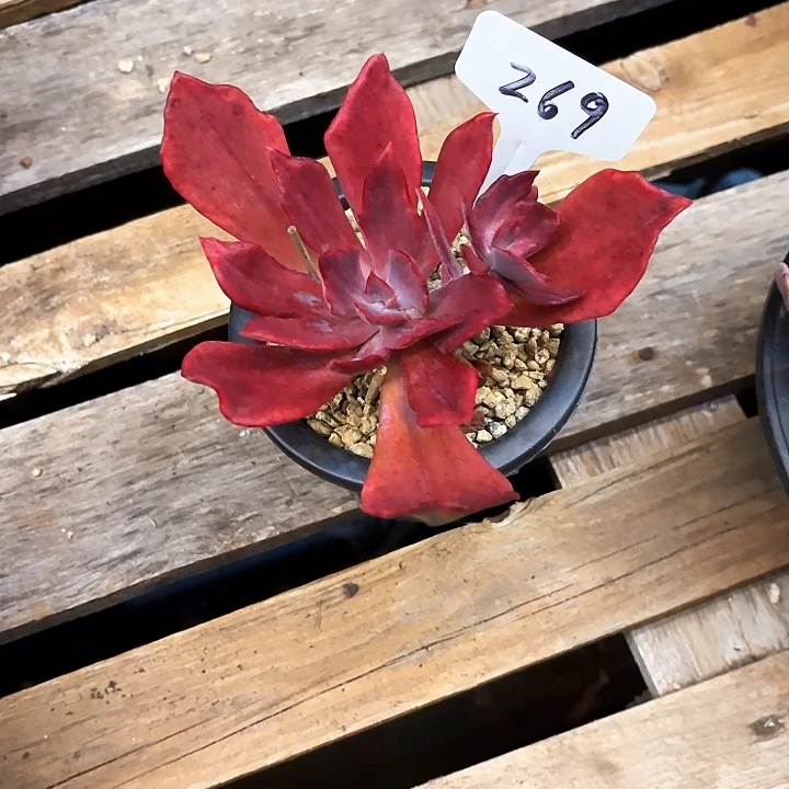 伪***戈多肉植物，钻石景269号