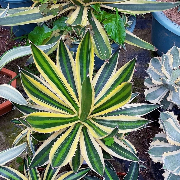 完全开放五色万代龙舌兰裸根发货32cm