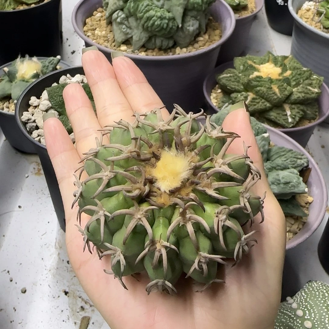 落***员一物一拍，所见即所得