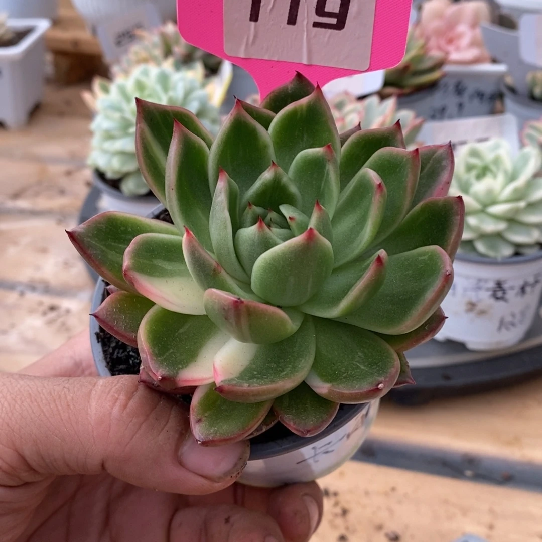 119卡丽斯托哈哈哈哈哈