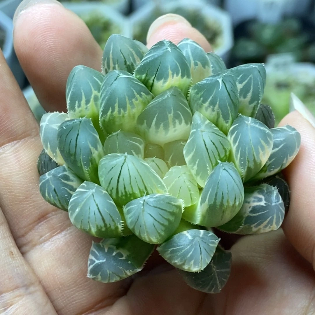 白糊斑霓虹灯玉露瓶苗无根