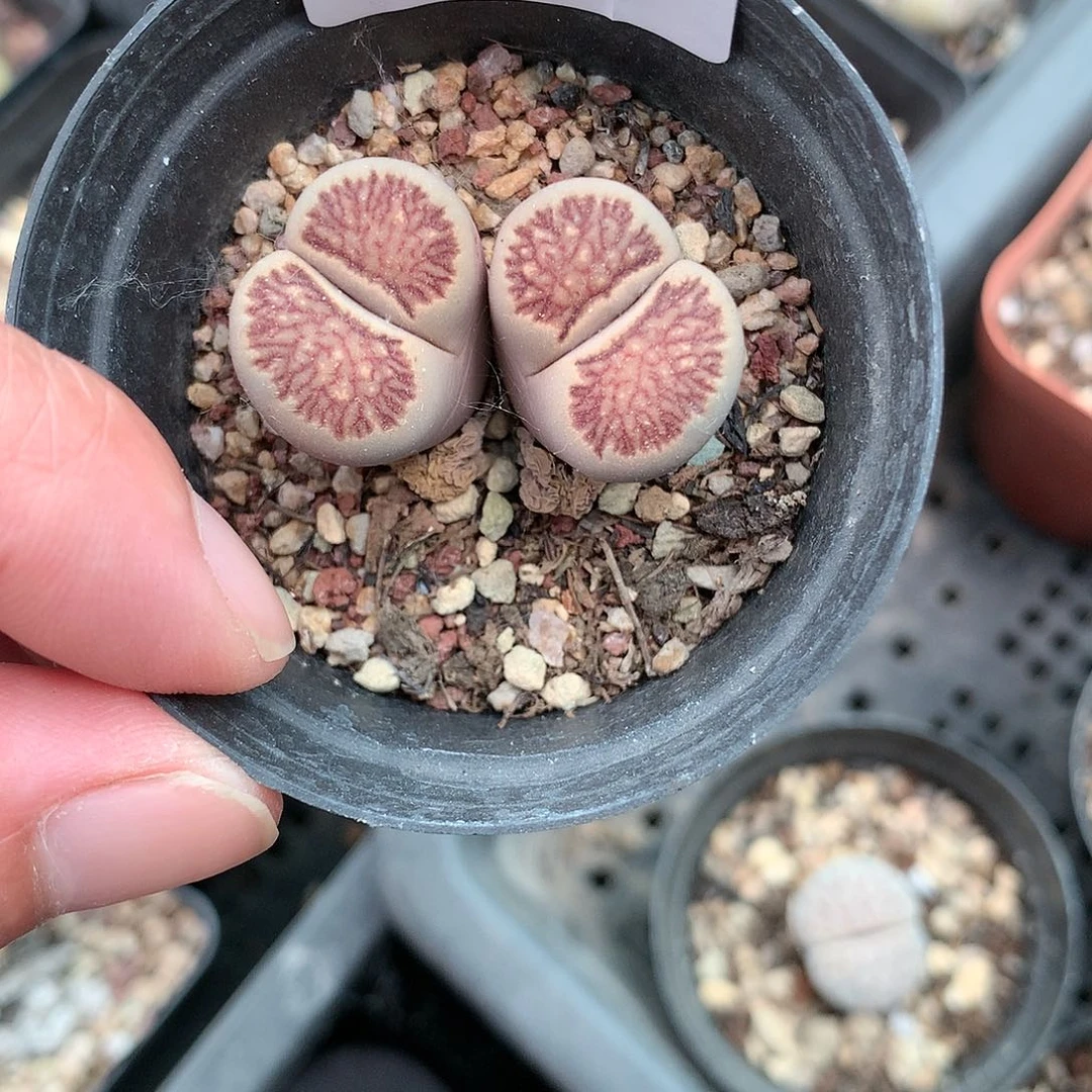 H208多肉植物保护研究所