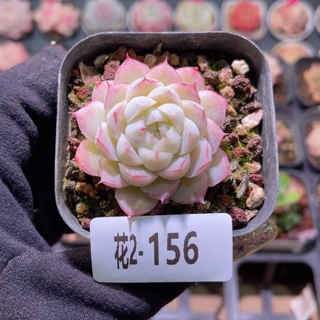 红陶花利美2-156女王