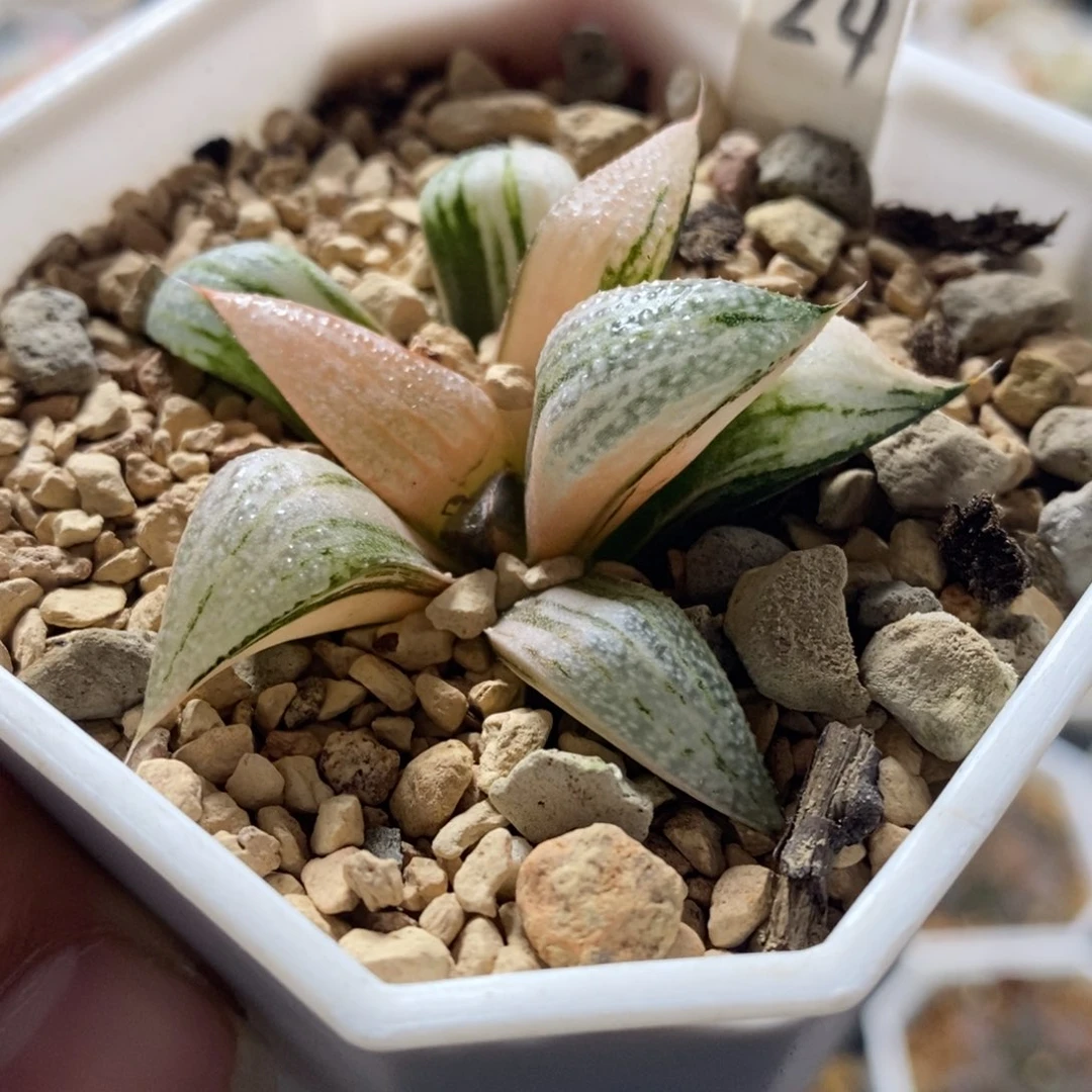 不开花植物24青蟹
