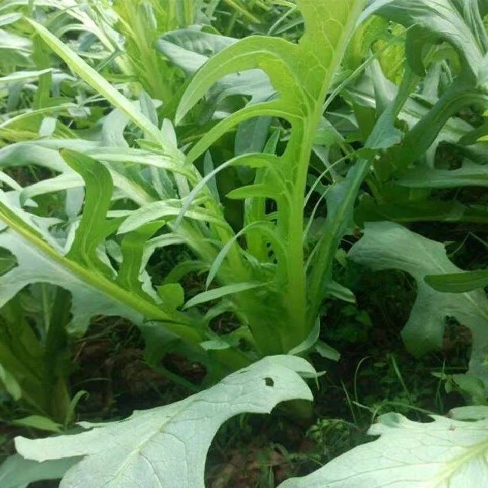 【花芽甜麦菜种子】四季种植甜麦菜苦麻菜籽青菜春秋季阳台蔬菜种籽