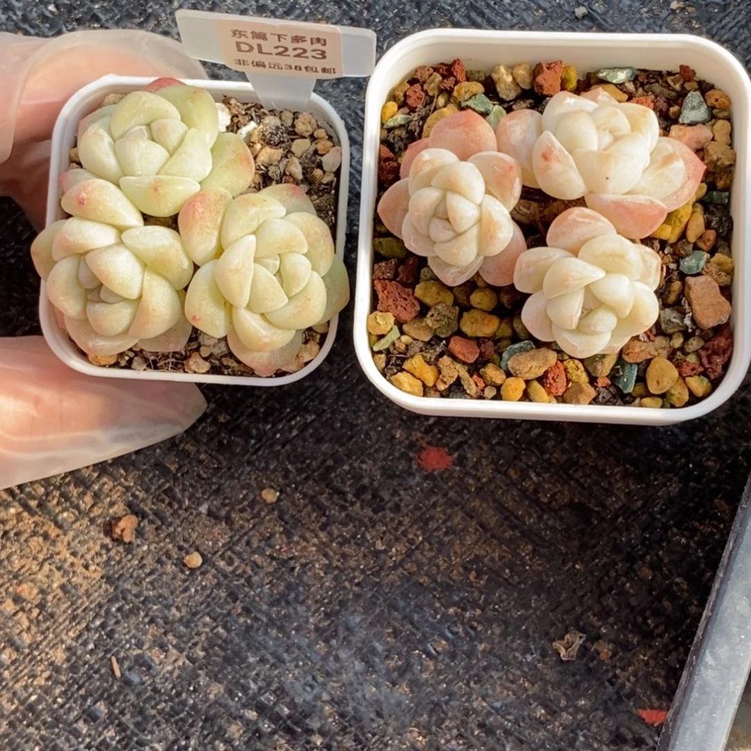 橘*233东篱下多肉植物盆栽两颗