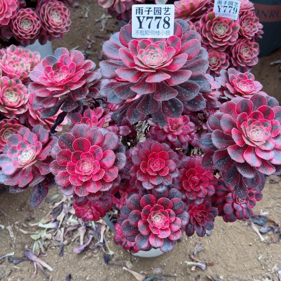 778香奈儿尺寸20左右