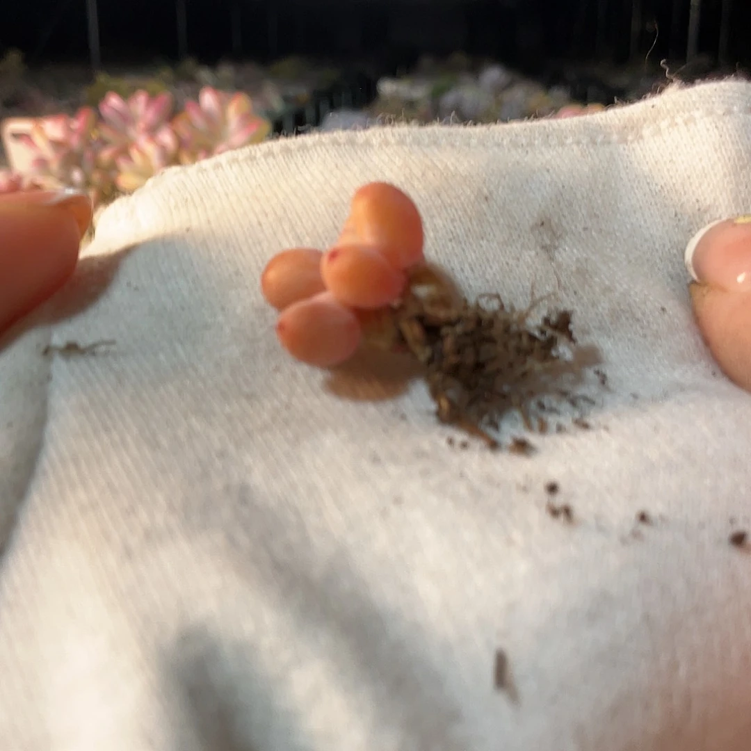 ?****萌多肉植物的生长发育与生长发育的关系