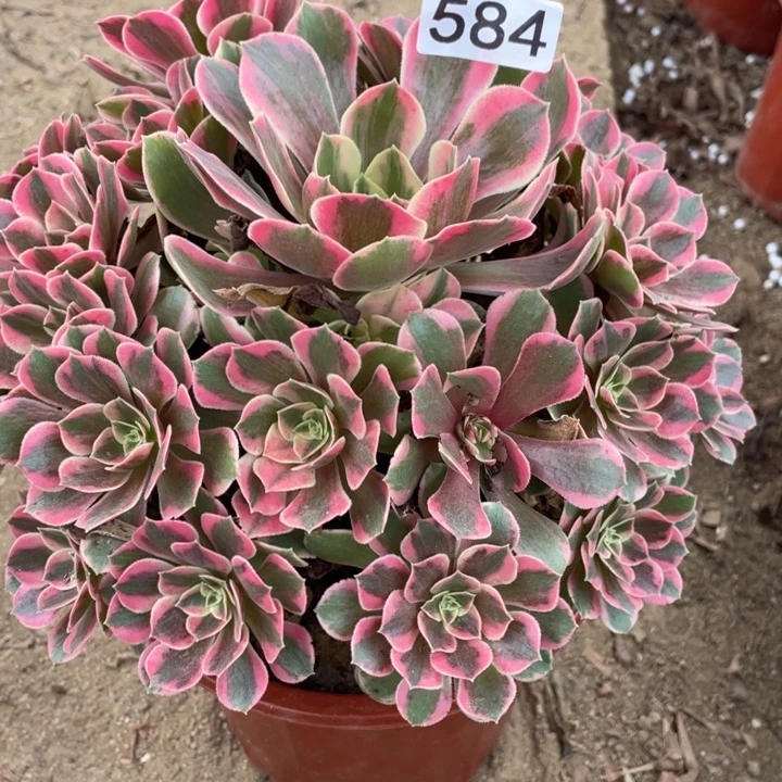 无花朵584多肉植物女妖