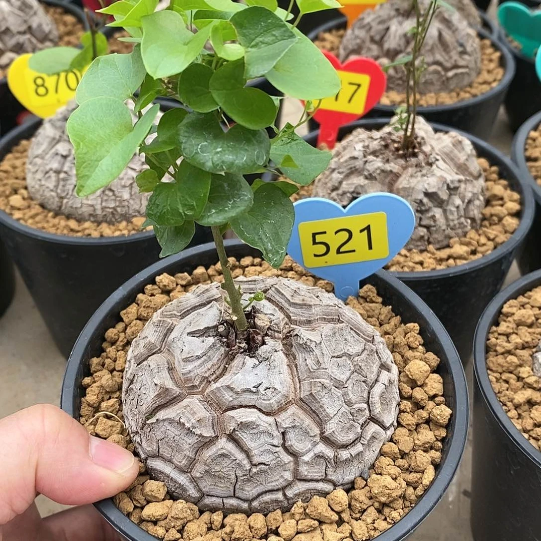 南非龟甲龙龟甲龙