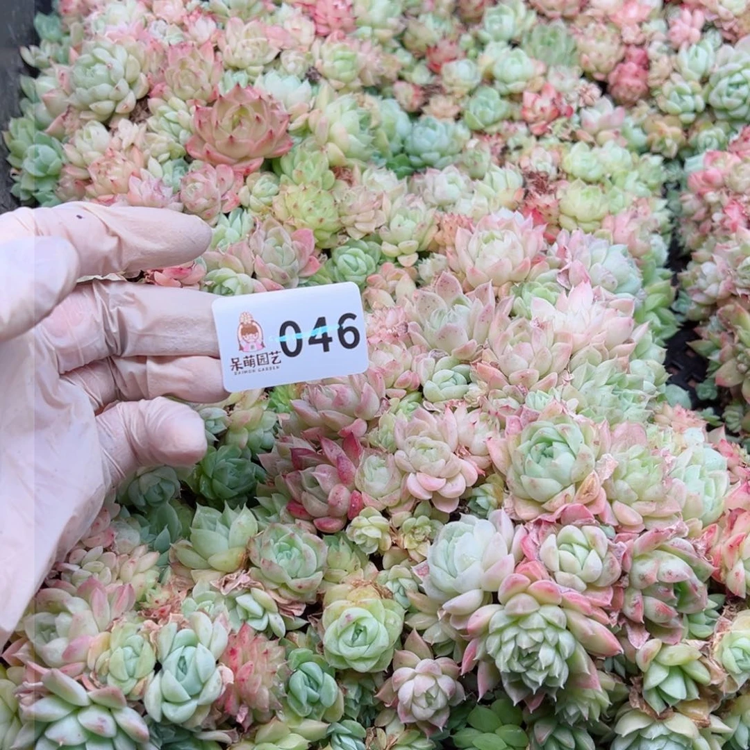 ✨***子多肉植物多肉植物