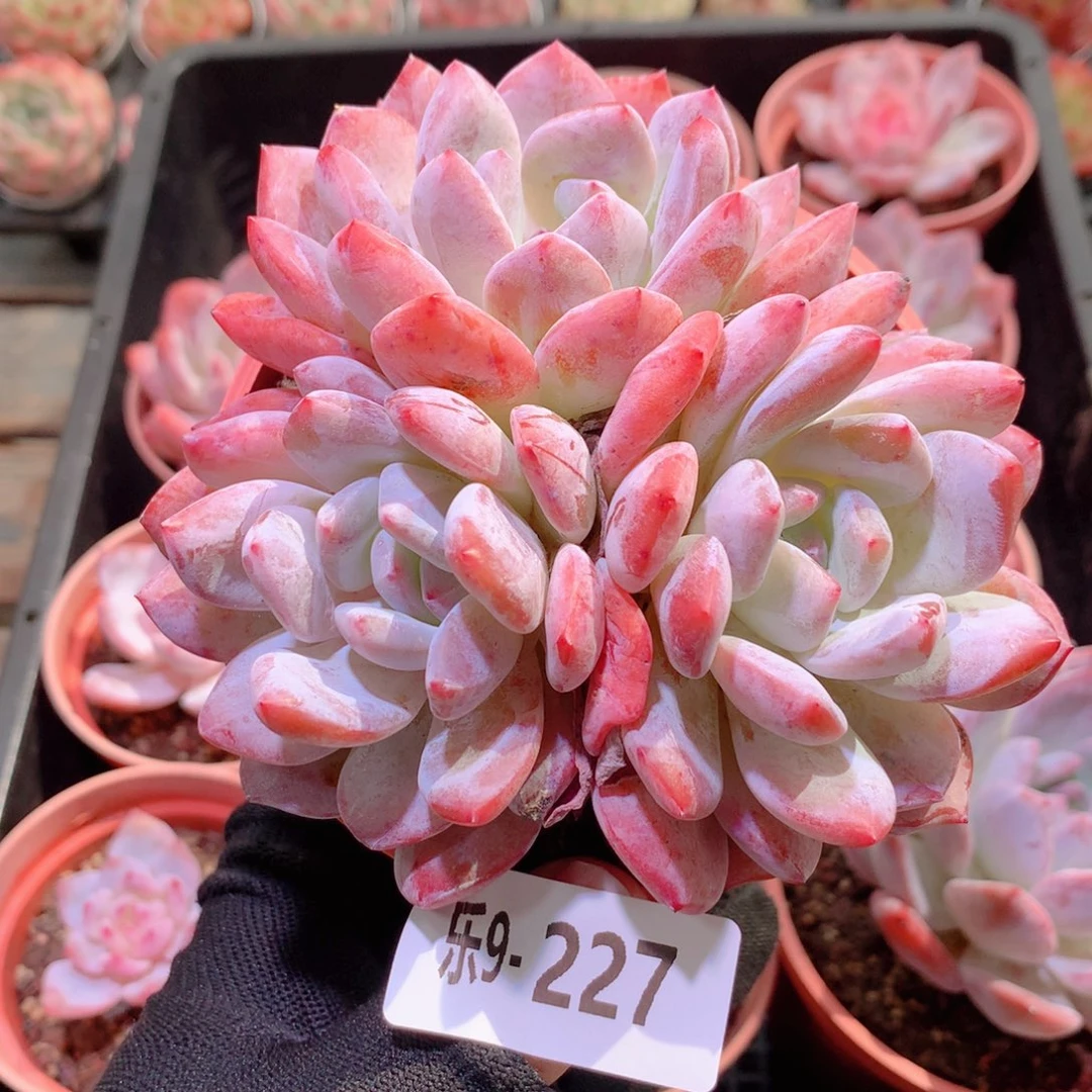 乐然9-227 橙梦露群