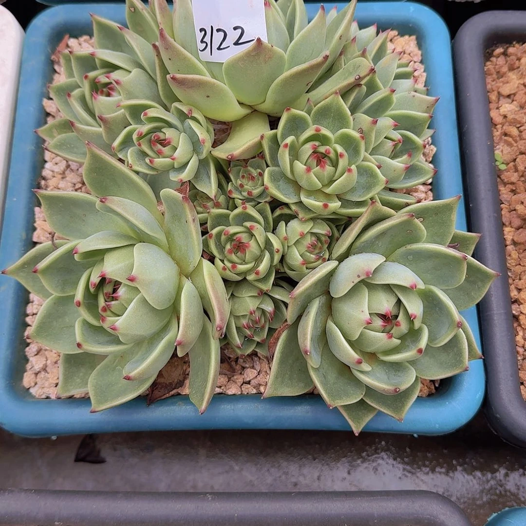 聆***、3122蓝龙多肉植物