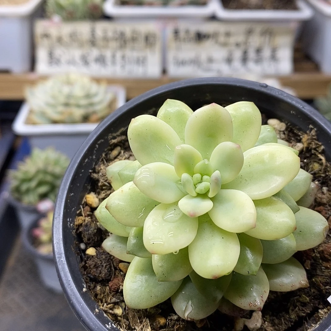 2082 香格里拉覆轮锦