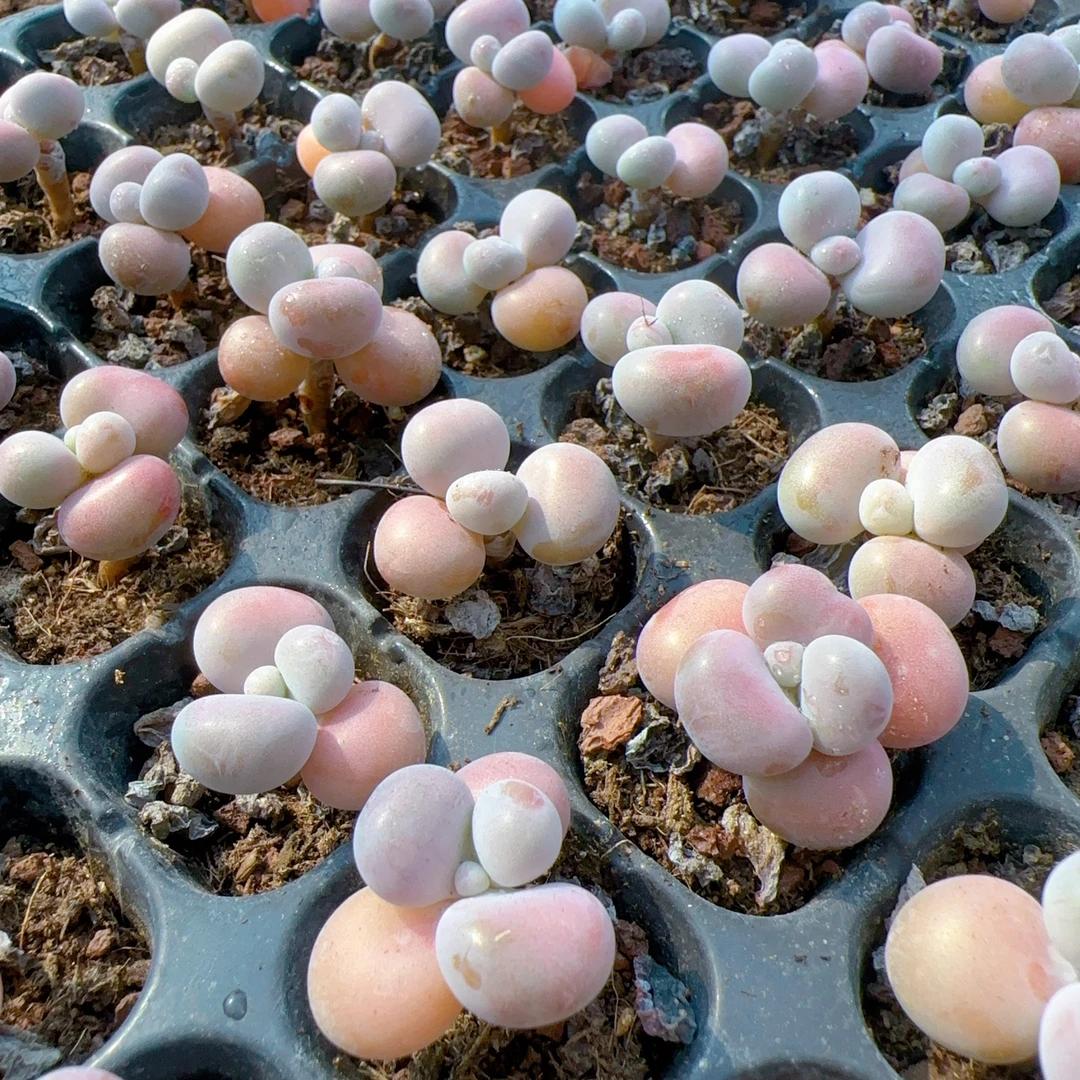 腰子小红蛋多肉 拍一发十（满18包邮）0