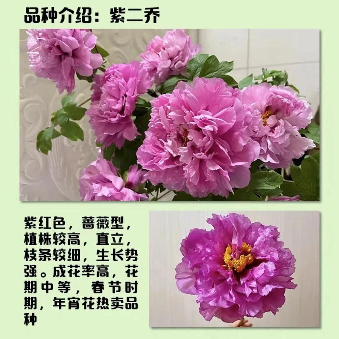 【紫二乔】牡丹花苗6到10枝条