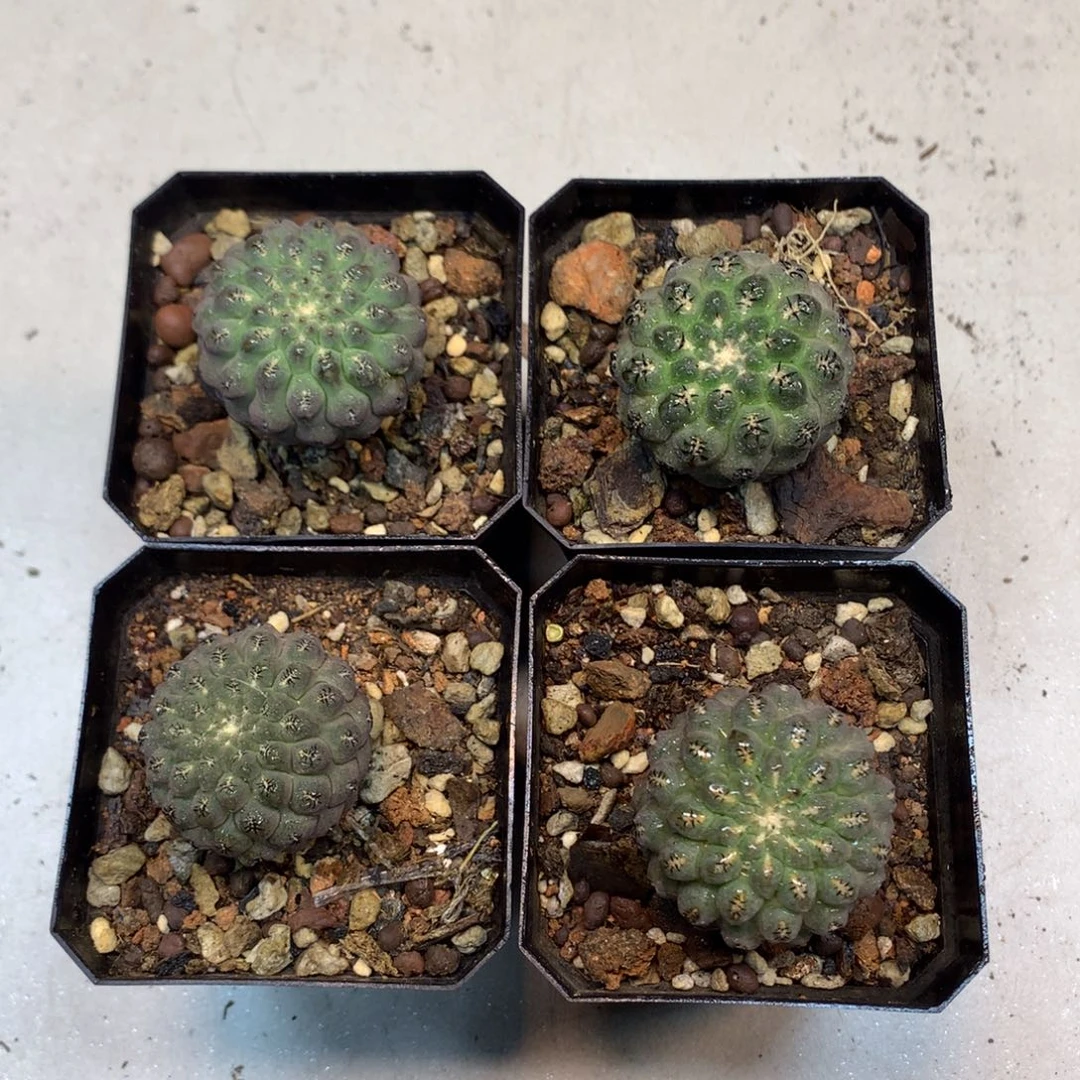 实生  豹头 3.5公分(带盆土发货)