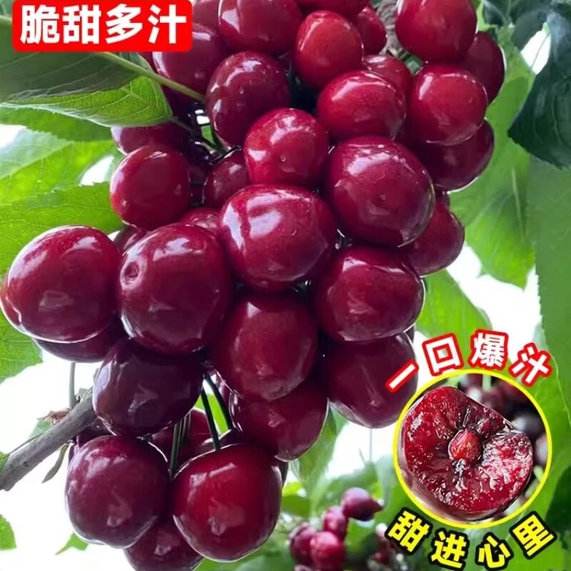 （带土带叶）精品嫁接车厘子树苗盆栽地栽南北种植大果耐寒耐旱树苗