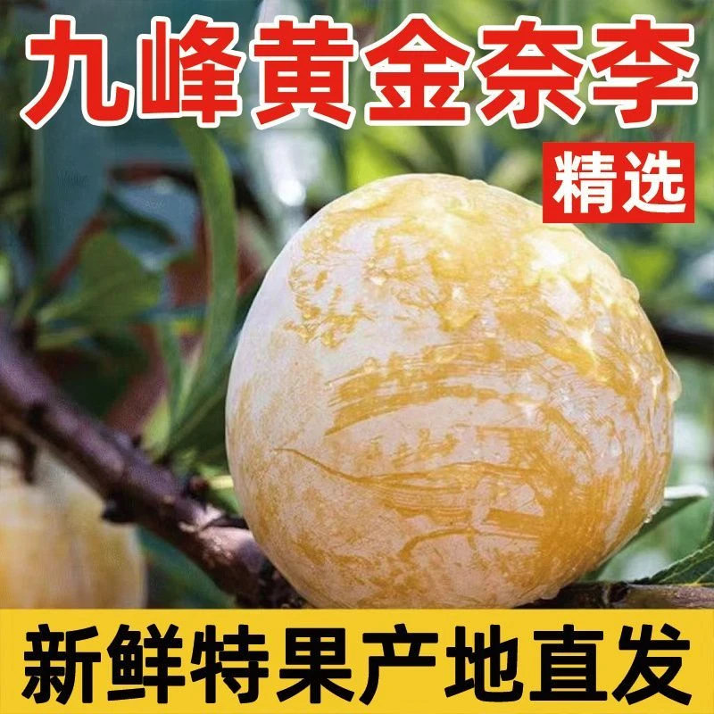 正宗乐昌九峰黄金奈李恐龙蛋李脆甜多汁应季水果脱骨李礼盒装