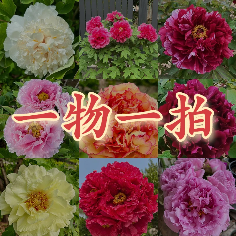 【直播百元内一物一拍】直播间福利正宗洛阳重瓣观赏牡丹花