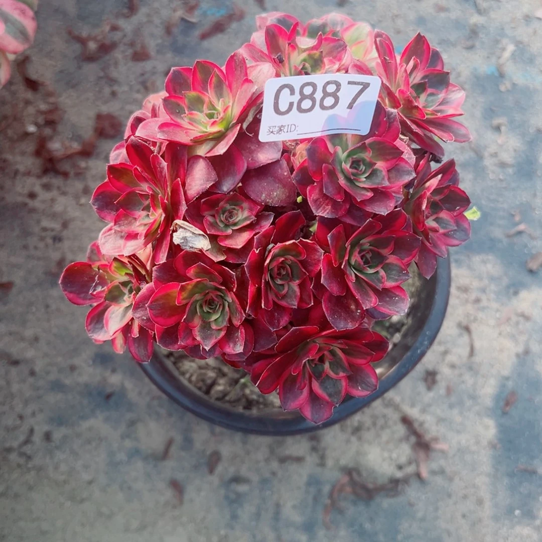 887纳福多肉植物法师