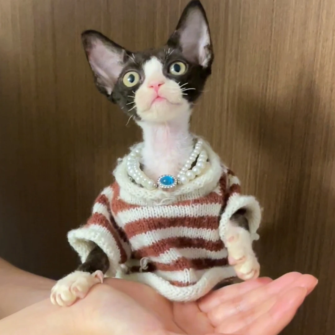 黑白弟弟德文卷毛猫
