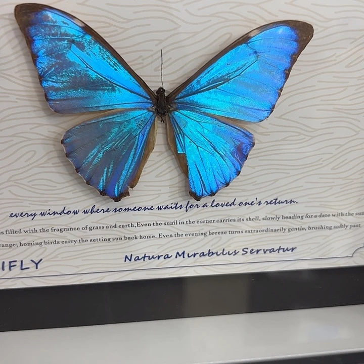 明***心蝴蝶标本定制016@