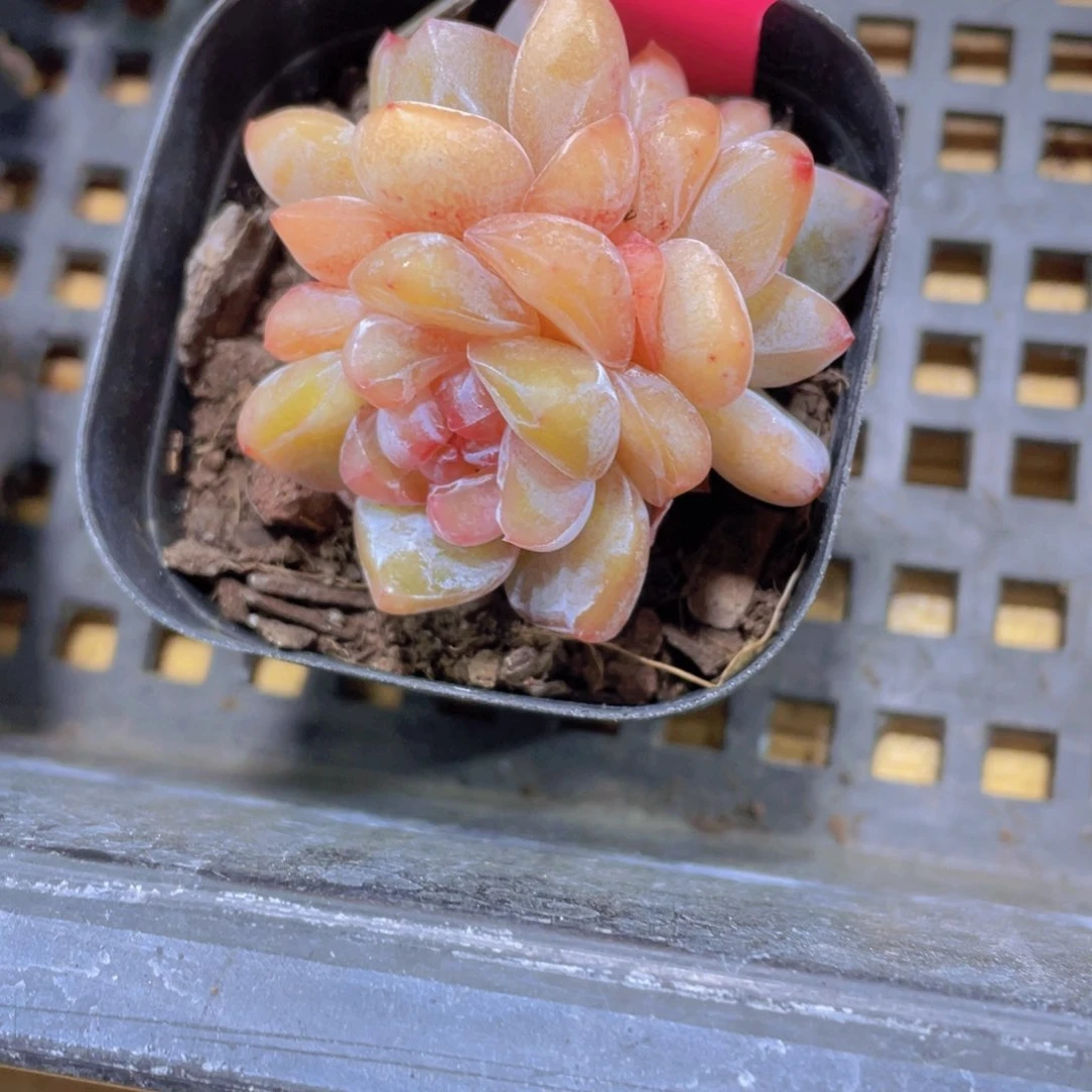 54号 糖心大白兔多头