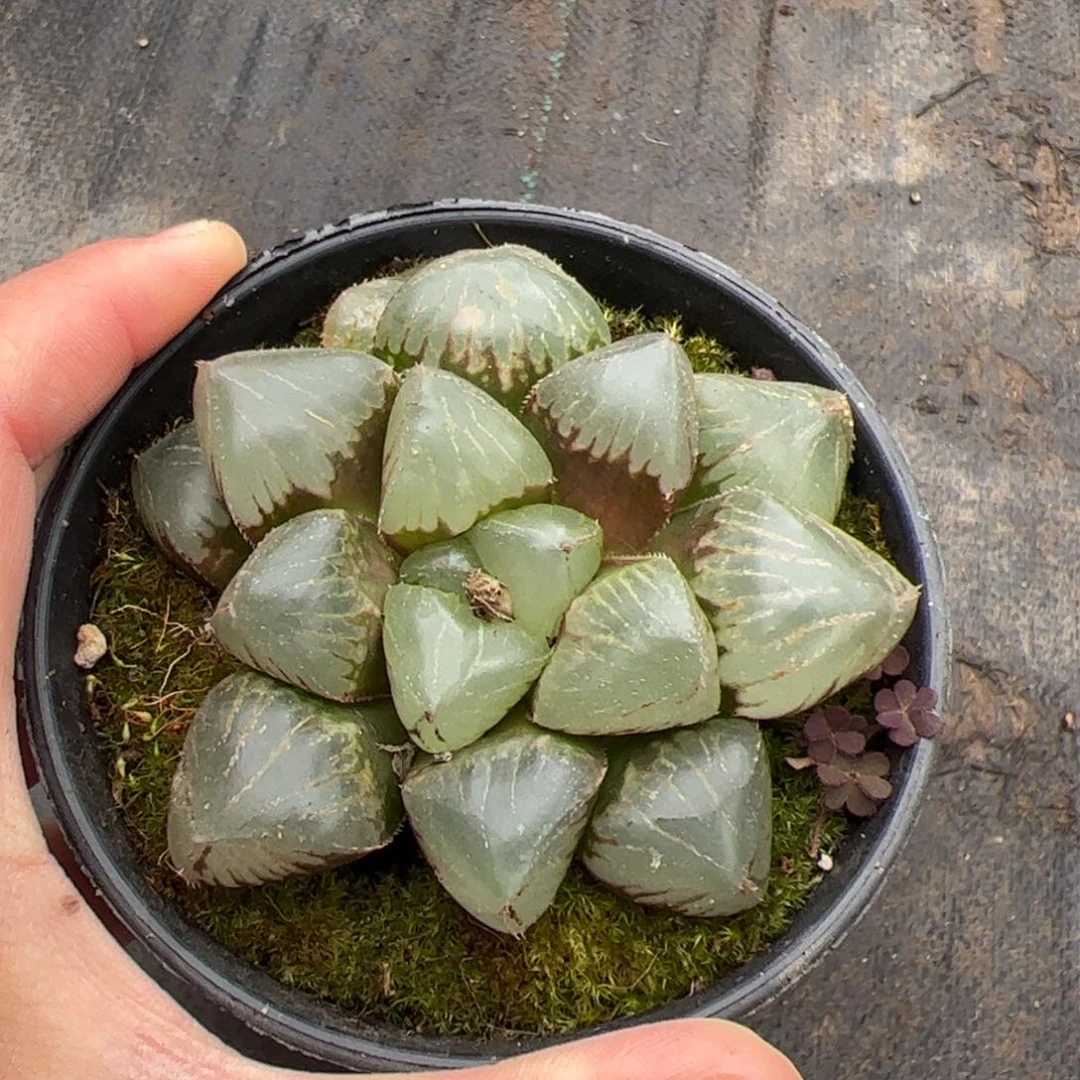 X*167 多肉植物组合盆栽