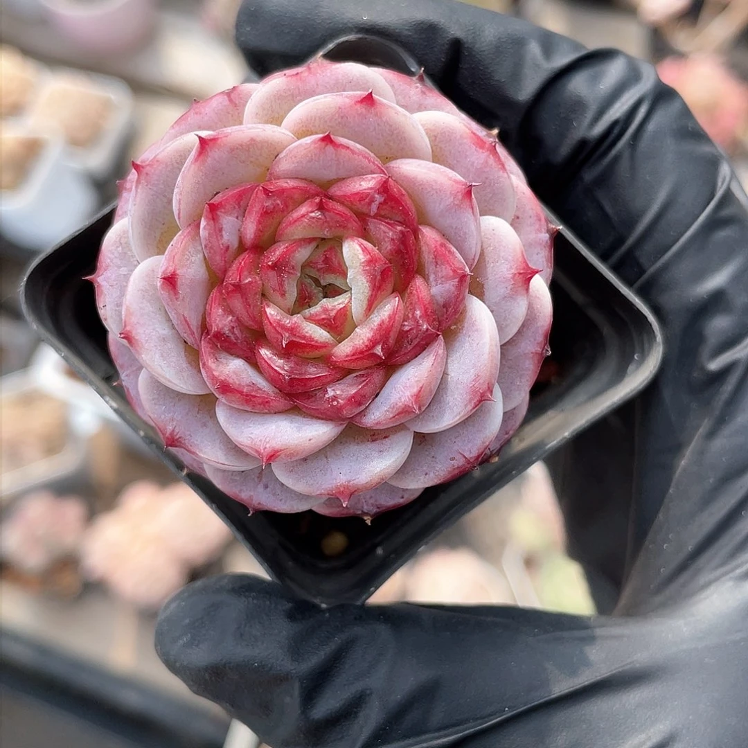 优选天鹅绒精品9170