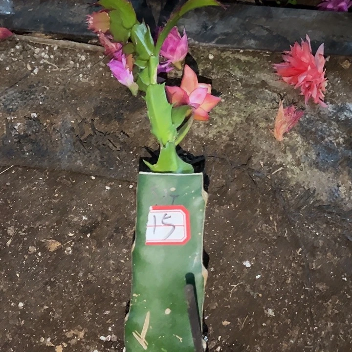 蓓***嫣，15号带盆高纯桑吉塔