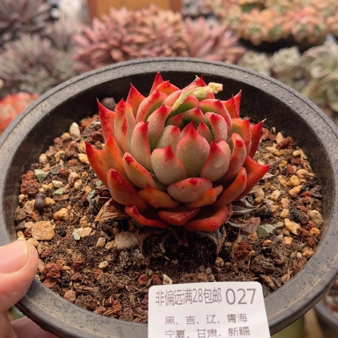 【闪购商品】027红东云