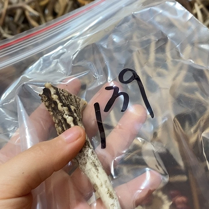 清***心石英石非金属鹿角鹿角