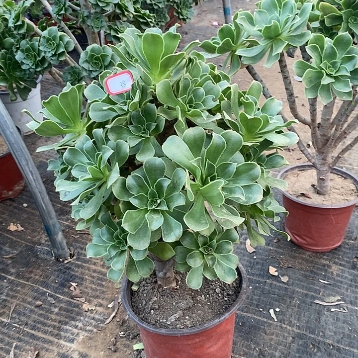 38，香附多肉法师多肉