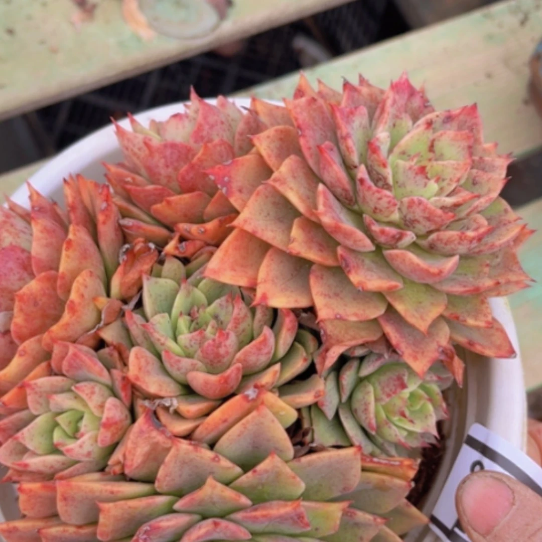 【闪购商品】贝拉多娜16118