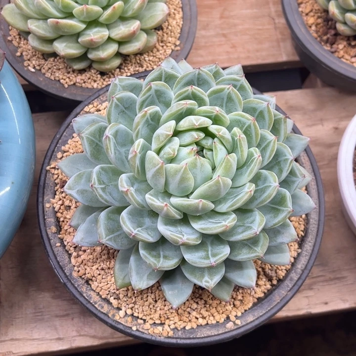 雪花珍妮 15公分以上