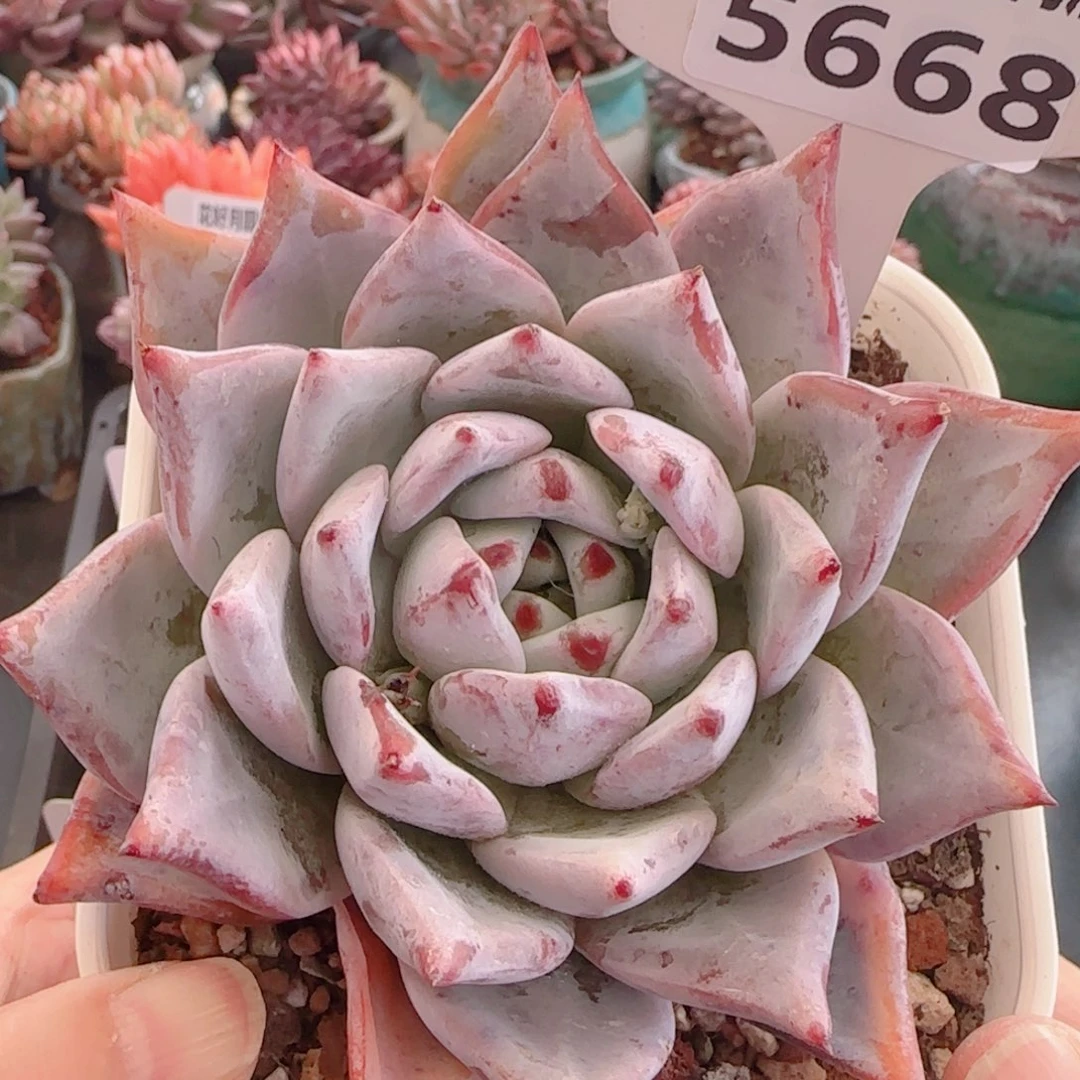多肉植物5668……………