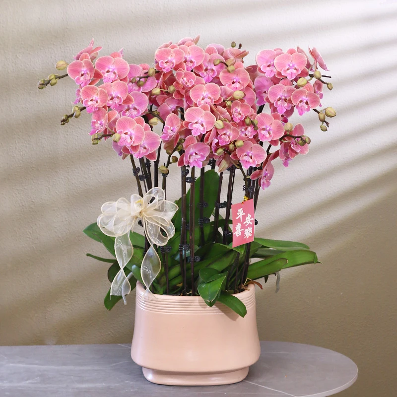 蝴蝶兰【维美】带花带盆组好伴手礼送礼茶桌婚礼客厅美化装饰