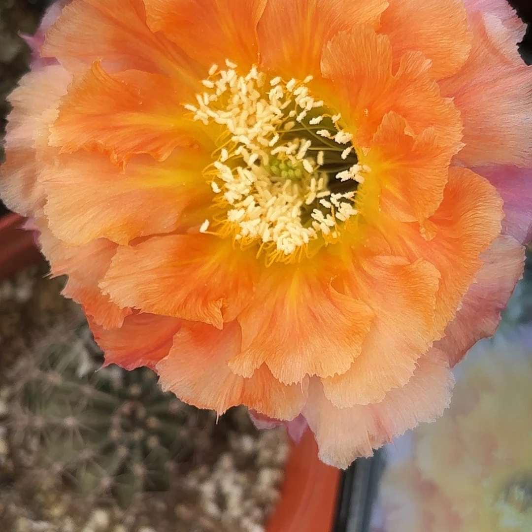 带根香槟彩带根仙人球瑕疵4-5公分