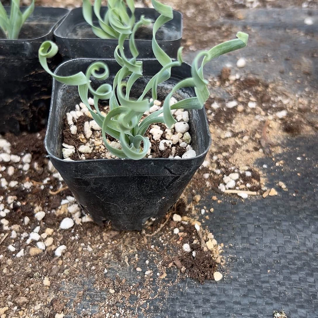 多肉植物弹簧草单头