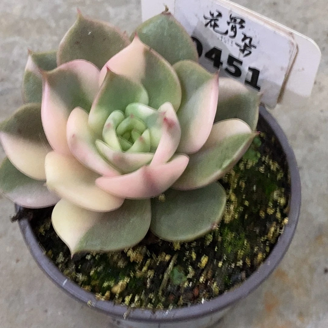 451哈哈哈哈哈哈哈