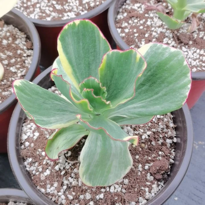 包菜家族的青梅白覆轮锦