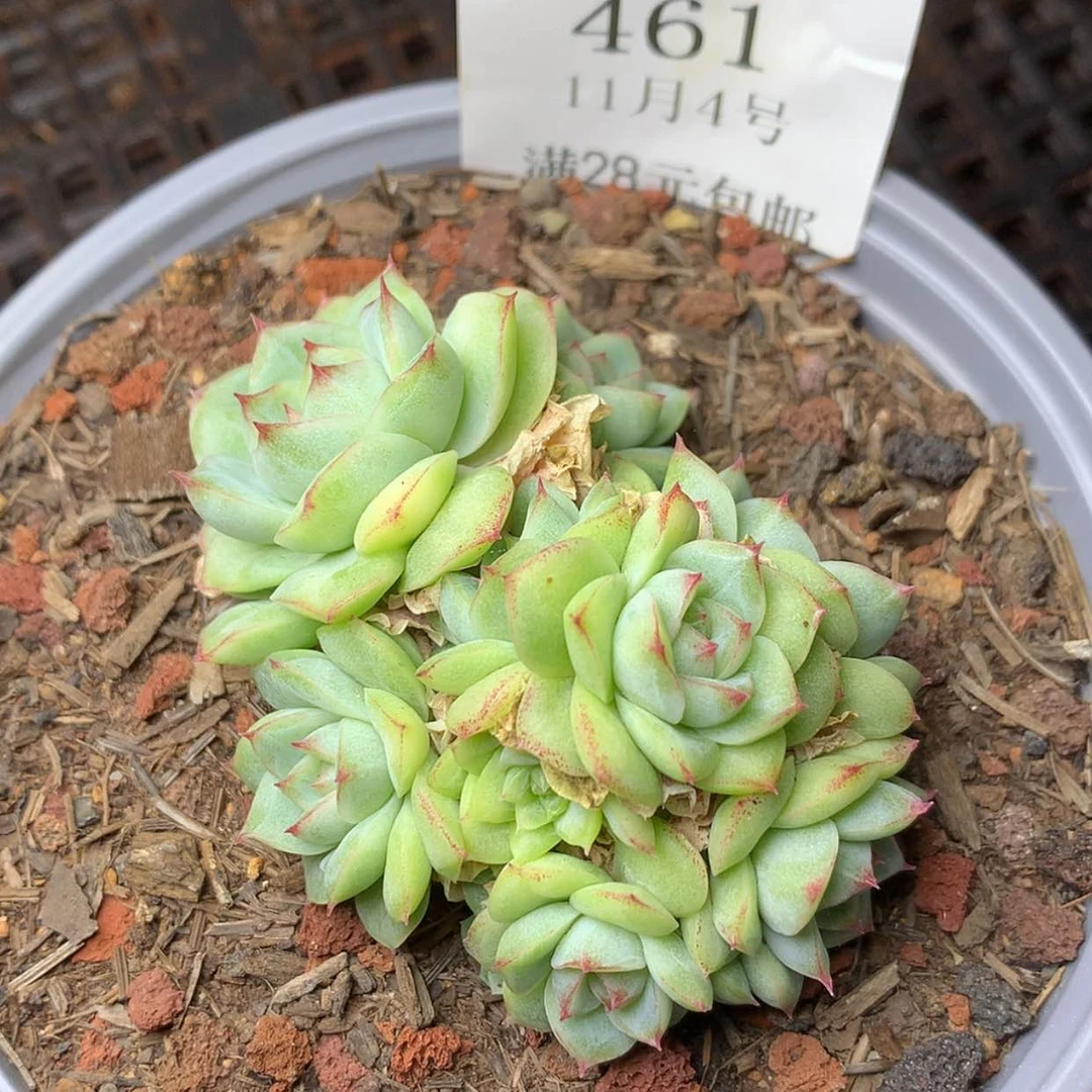 【闪购商品】云461号