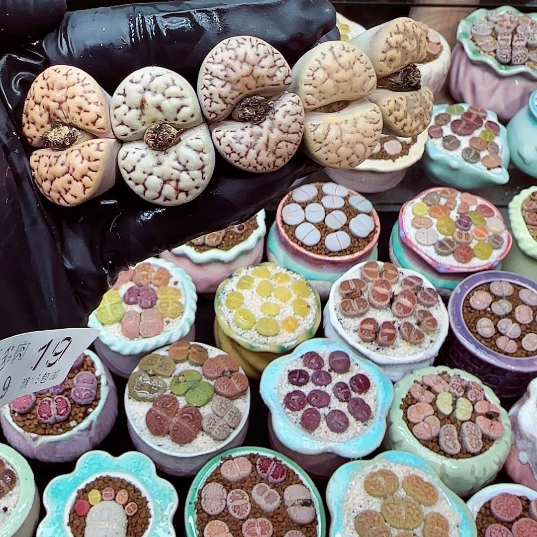 生石花满18包邮1219-19