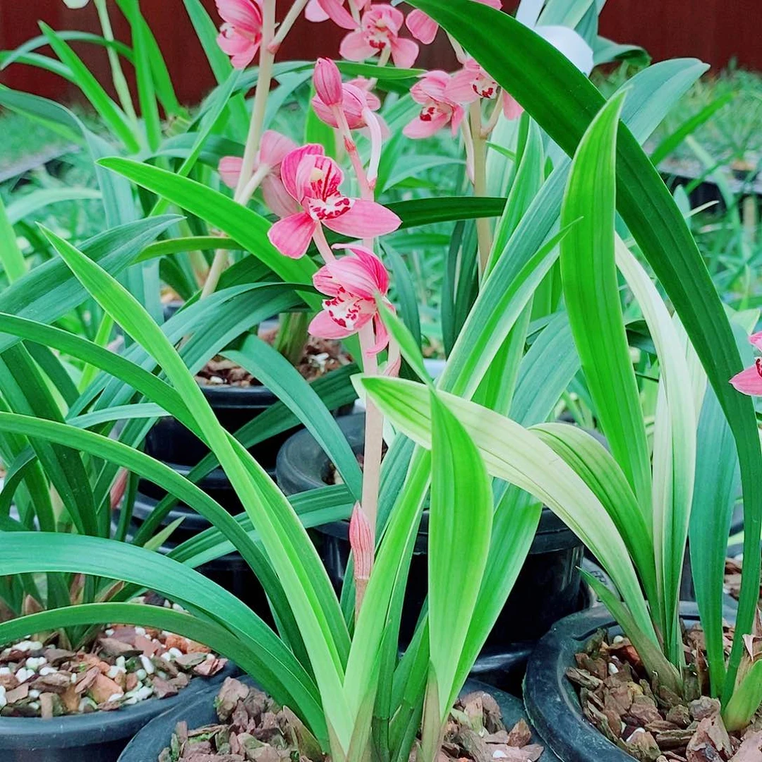 野***沟完全开放一物一拍漂亮花苞